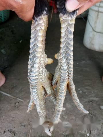 Gà vảy rồng có dáng oai vệ, kích thước cơ thể lớn, đôi chân có nhiều lớp vảy dài, xếp chồng với nhau, phần lông ở bộ phận ức cũng xếp theo dạng vảy rồng. Ảnh caycanhvatnuoi.