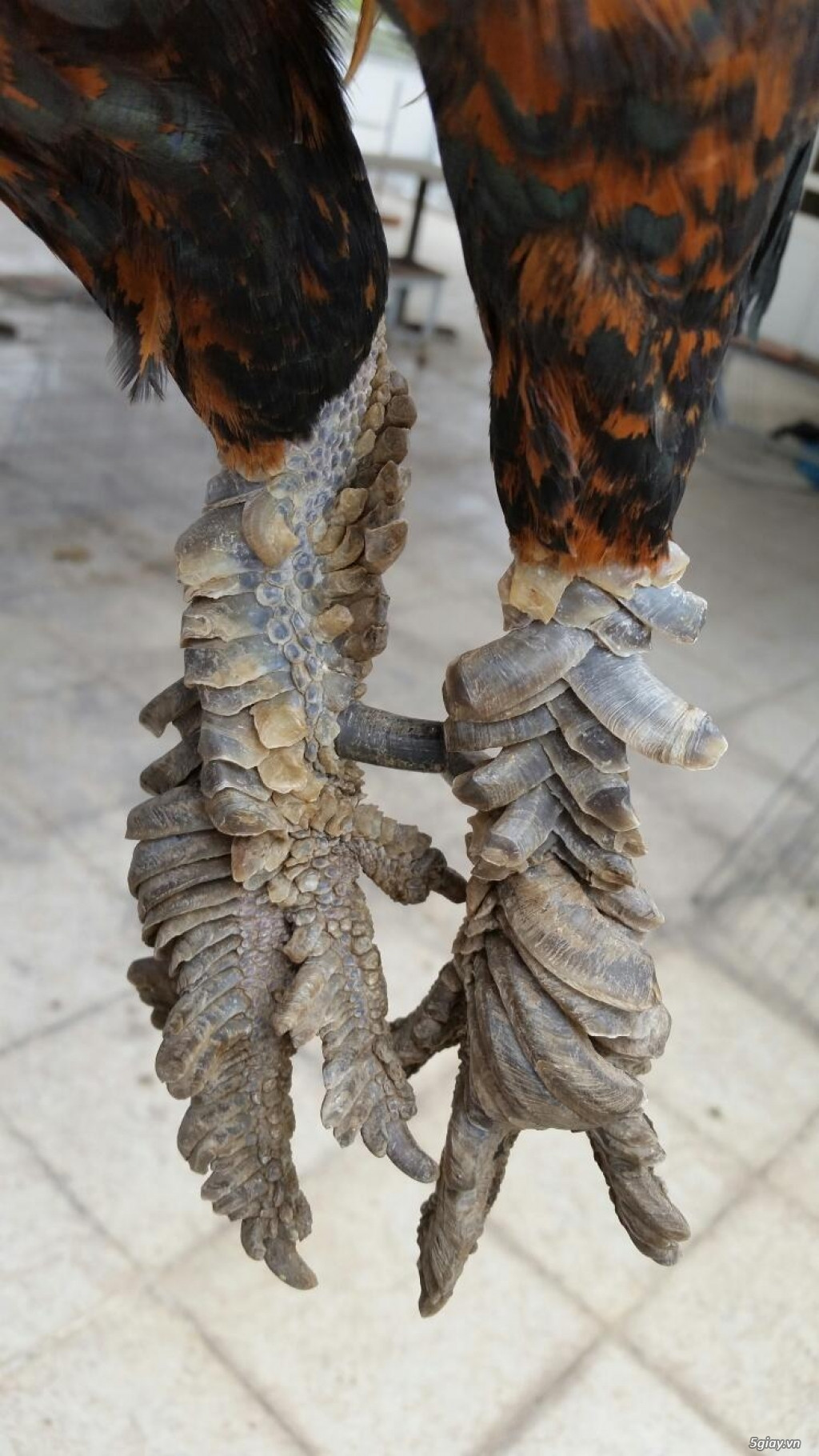 Gà vảy rồng có 2 dòng là dòng đá cựa và dòng đá đòn. Để nuôi được loài gà có chân chi chít vảy như vảy rồng này cần nhiều công sức và chăm sóc kỳ công. Ảnh 5giay.