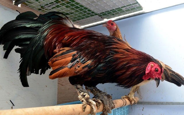 Gà vảy rồng là giống gà khá đắt đỏ, chủ yếu dùng để phục vụ các cuộc thi đấu, còn lại chỉ một số ít người chơi mua về nuôi để làm cảnh. Ảnh cooky.