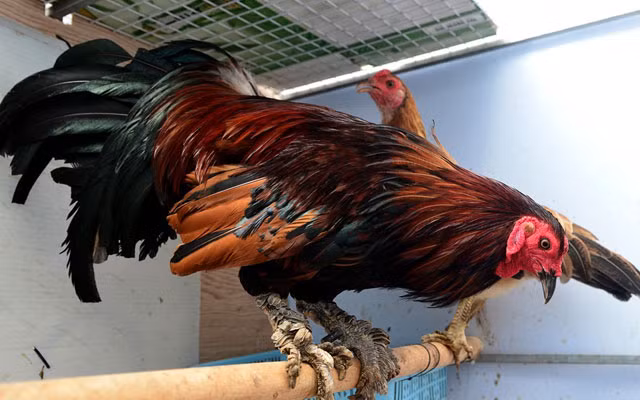 Gà vảy rồng là giống gà khá đắt đỏ, chủ yếu dùng để phục vụ các cuộc thi đấu, còn lại chỉ một số ít người chơi mua về nuôi để làm cảnh. Ảnh cooky.