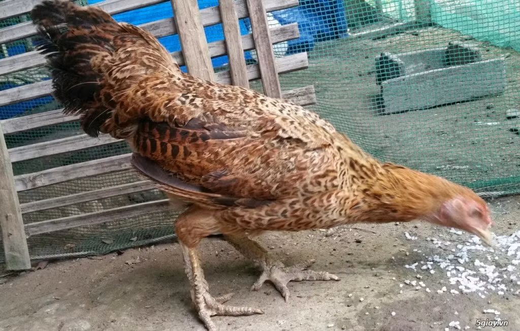 Gà vảy rồng hiện đang được các dân chơi gà ở khắp các tỉnh thành săn lùng ráo riết do sở hữu đôi chân có vảy rất độc đáo. Ảnh 5giay.