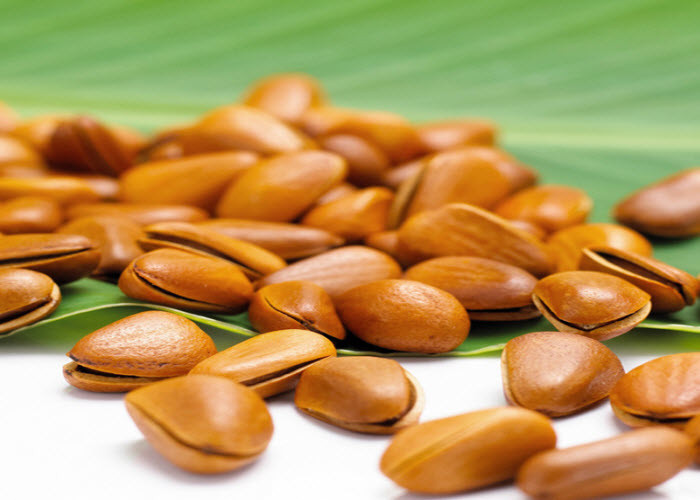 Hạt thông có kích thước nhỏ, khá giống hạt dẻ nhưng có vỏ màu nâu bóng, bên trong nhân hạt có màu trắng ngà. Ảnh Lizaki.