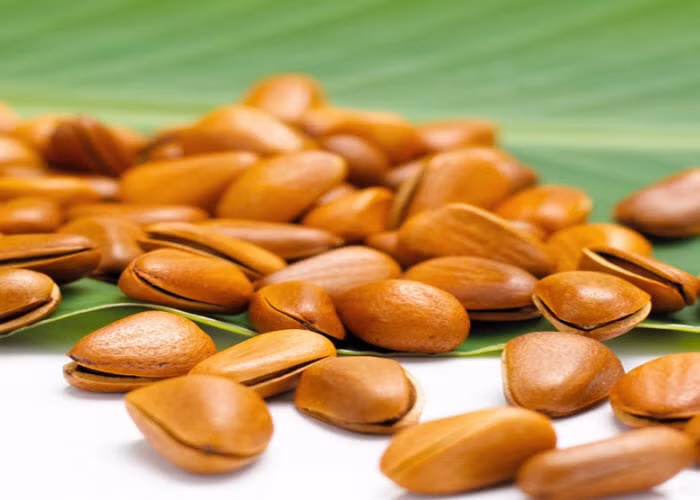 Hạt thông có kích thước nhỏ, khá giống hạt dẻ nhưng có vỏ màu nâu bóng, bên trong nhân hạt có màu trắng ngà. Ảnh Lizaki.