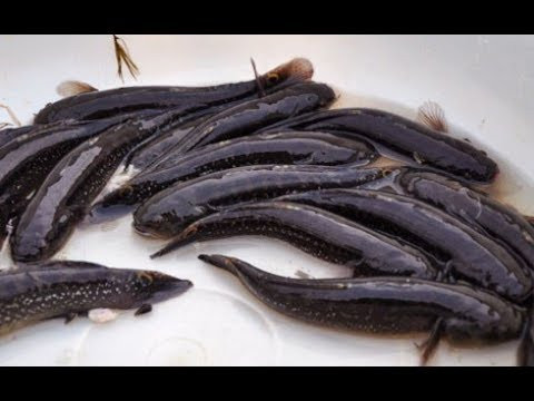 Cá bống bớp nhiều nhớt, thịt ngọt, dai và thơm, lại có giá trị dinh dưỡng cao. Ảnh ytimg.