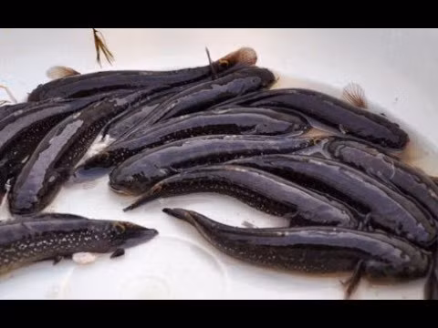 Cá bống bớp nhiều nhớt, thịt ngọt, dai và thơm, lại có giá trị dinh dưỡng cao. Ảnh ytimg.