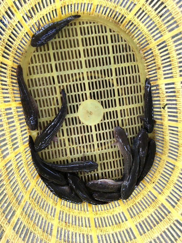 Ở nước ta, cá bống bớp phân bố nhiều ở những vùng cửa sông ven biển và đầm nước lợ từ Bắc vào Nam. Ảnh staticflickr.