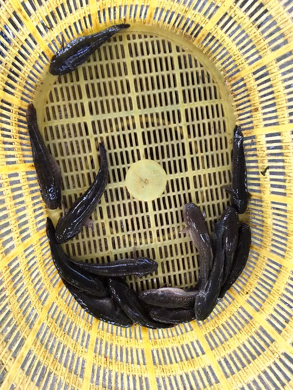 Ở nước ta, cá bống bớp phân bố nhiều ở những vùng cửa sông ven biển và đầm nước lợ từ Bắc vào Nam. Ảnh staticflickr.