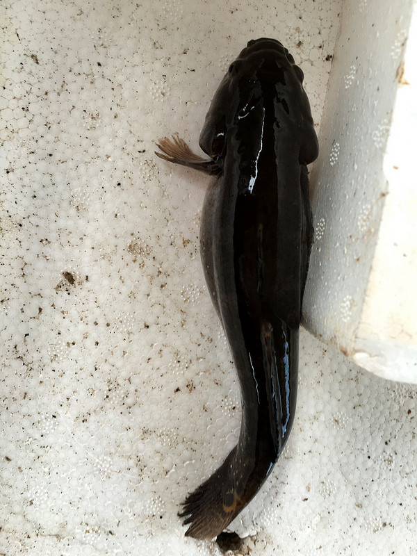 Cá bống bớp còn có tên là cá bớp hay cá bống bốn mắt. Nhìn chung, tốc độ sinh trưởng của loài cá này là chậm. Ảnh staticflickr.