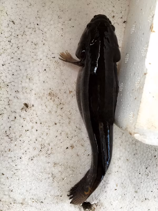 Cá bống bớp còn có tên là cá bớp hay cá bống bốn mắt. Nhìn chung, tốc độ sinh trưởng của loài cá này là chậm. Ảnh staticflickr.