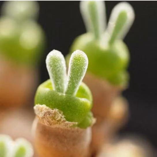 Cây tai thỏ có nhiều tế bào nhỏ để chứa nước, giúp chúng duy trì sự sống ngay cả khi không được tưới nước liên tục. Ảnh succulenti.