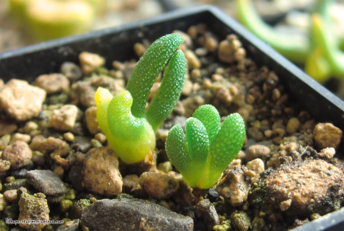 Hạt cây tai thỏ nảy mầm khá lâu, từ 1 - 2 tuần, thậm chí đến 3 tuần hạt mới nảy mầm. Ảnh blogspot.