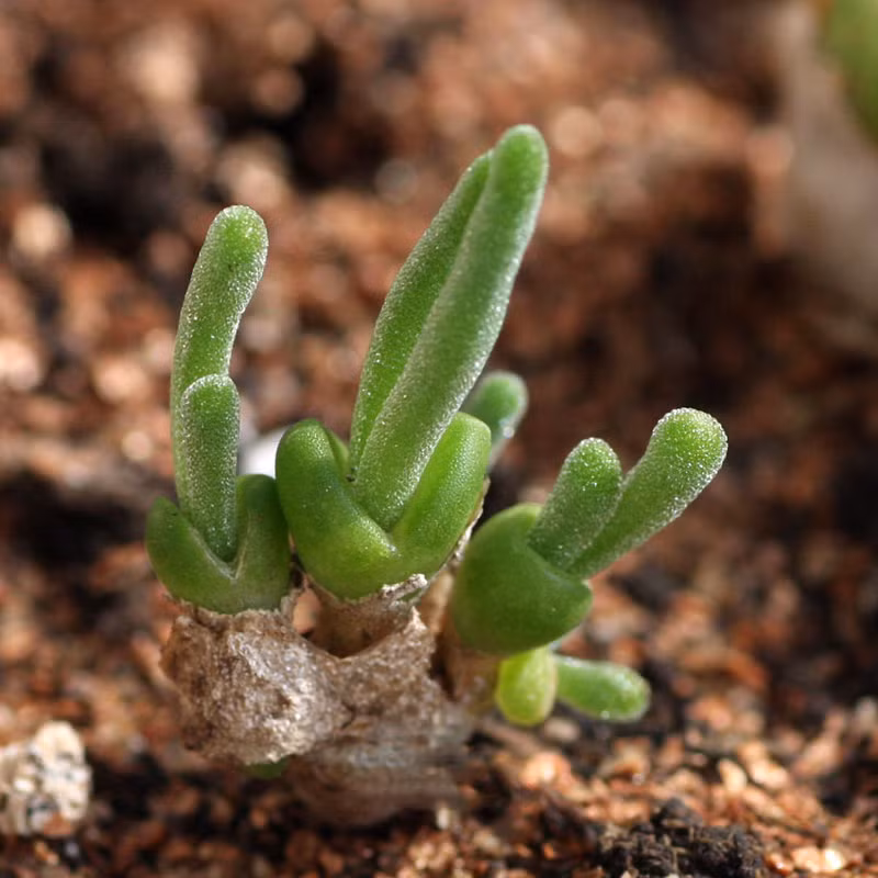 Loai cay thu vi mang hinh dang tai tho, nho nhan dang yeu