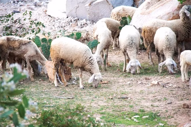 Thức ăn của cừu Phan Rang chủ yếu là cỏ và cây thấp. Ảnh didauchoigi.