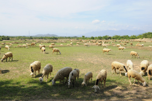 Cừu Phan Rang là giống cừu nhiệt đới nên bộ lông của nó có giá trị kinh tế thấp hơn những giống cừu của thế giới. Mặc dù vậy, thịt và sữa cừu cũng là những thực phẩm rất có giá trị. Ảnh dulichhoangviet.