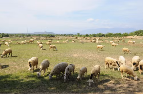 Cừu Phan Rang là giống cừu nhiệt đới nên bộ lông của nó có giá trị kinh tế thấp hơn những giống cừu của thế giới. Mặc dù vậy, thịt và sữa cừu cũng là những thực phẩm rất có giá trị. Ảnh dulichhoangviet.