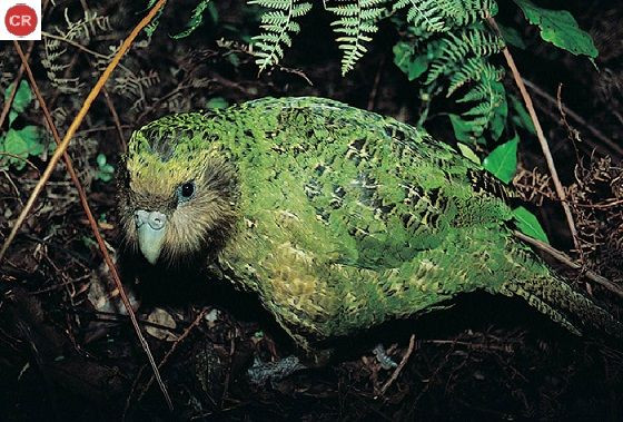 Vẹt Kakapo sở hữu bộ lông màu xanh lục tươi sáng giúp chúng dễ dàng ẩn mình trong những bụi rậm xung quanh. Ảnh pinimg.