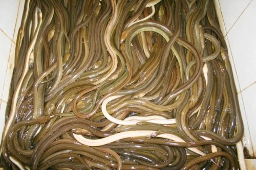 Trên da của cá nhệch có lớp màng nhày, do đó mà rất khó để bắt hay nắm giữ được cơ thể của chúng. Ảnh chiecthiavang.