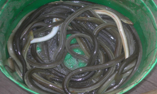 Cá nhệch, hay còn gọi là cá lịch cu, có cơ thể tương tự như loài rắn với thân hình trụ, thon dài, màu xanh nâu oliu hoặc vàng sáng, không có vảy. Ảnh dacsantuoi.