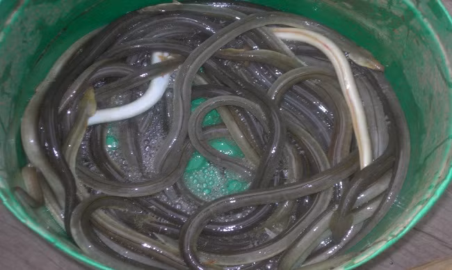 Cá nhệch, hay còn gọi là cá lịch cu, có cơ thể tương tự như loài rắn với thân hình trụ, thon dài, màu xanh nâu oliu hoặc vàng sáng, không có vảy. Ảnh dacsantuoi.