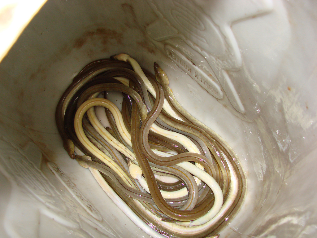 Cá nhệch thường tìm đến hang của các loài giáp xác nhỏ để bắt mồi. Thức ăn ưa thích của chúng là cáy, tôm, cá nhỏ. Ảnh staticflickr.