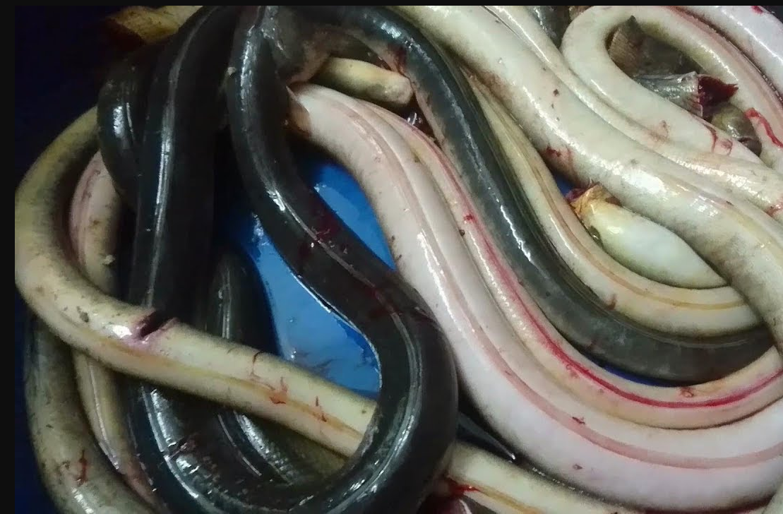 Ngoài ra, cá nhệch thường đào hang, sâu xuống dưới bùn vào mùa khô. Chính vì thế mà loài cá này còn có khả năng sống trong một khoảng thời gian dài mà không cần tới nước. Ảnh ytimg.