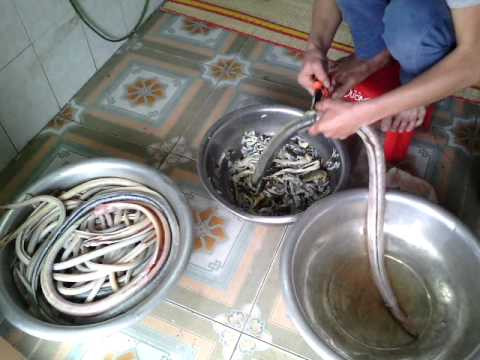 Mùa sinh sản của cá nhệch là mùa mưa. Ảnh ytimg.