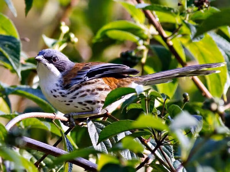 Chim mi Núi Bà sinh sống ở khu vực núi đá vôi ẩm nhiệt đới và cận nhiệt. Ảnh bloganchoi.