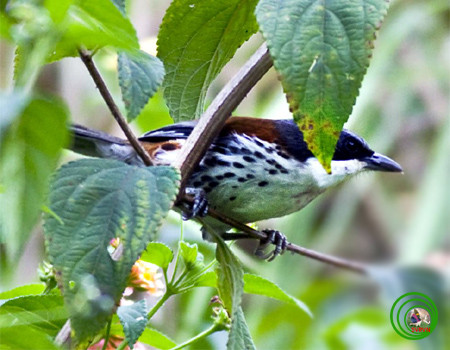 Thức ăn của chim mi Núi Bà là các loài sâu và các loại côn trùng nhỏ. Ảnh baothainguyen.