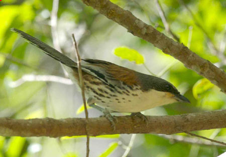 Chim mi Núi Bà thường kiếm ăn vào buổi sáng trong các tán cây thấp tại những sinh cảnh rừng lá rộng xen lẫn lá kim. Ảnh vietbao.