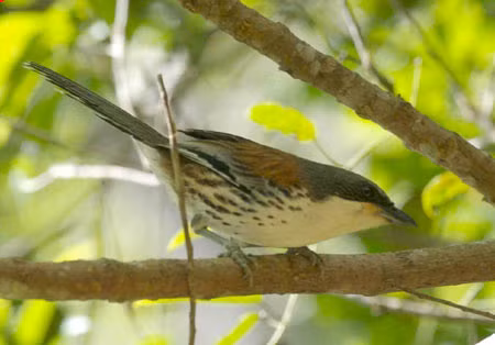 Chim mi Núi Bà thường kiếm ăn vào buổi sáng trong các tán cây thấp tại những sinh cảnh rừng lá rộng xen lẫn lá kim. Ảnh vietbao.