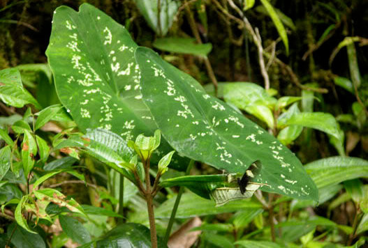 Điểm độc đáo của cây tai voi là chúng biết “giả vờ bị đau ốm” để đánh lừa kẻ thù là những con sâu bướm. Ảnh plantswap.