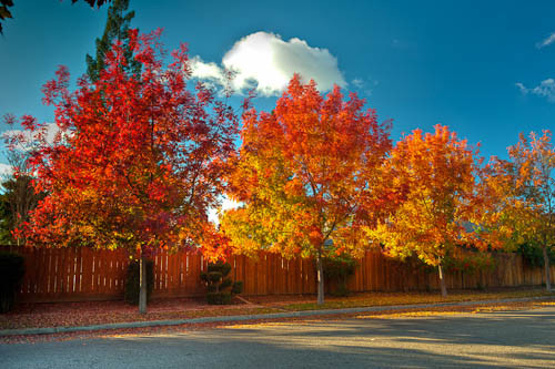 Nhựa cây phong được sử dụng để sản xuất siro có vị ngọt dịu như mật ong. Ảnh cnhubei.