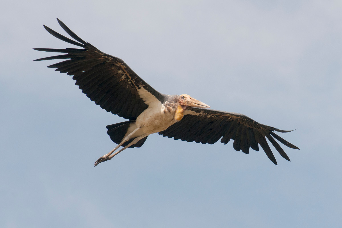 Già đẫy Java sinh sản vào tháng 6, 10, mỗi lần đẻ từ 2 - 4 trứng. Ảnh wikimedia.