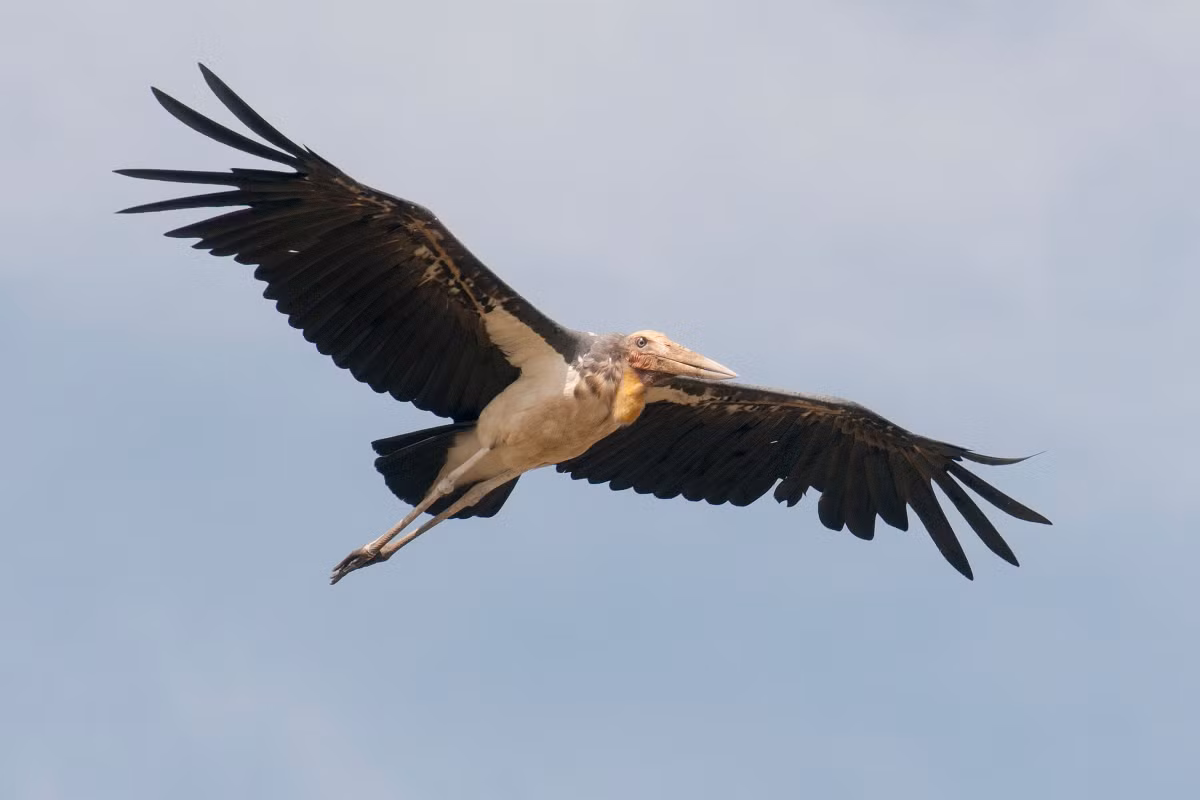 Già đẫy Java sinh sản vào tháng 6, 10, mỗi lần đẻ từ 2 - 4 trứng. Ảnh wikimedia.