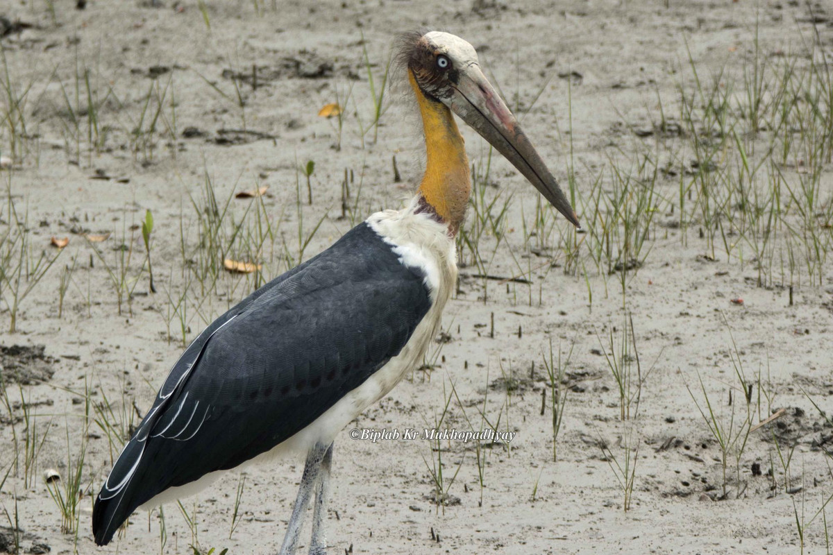 Chim già đẫy Java có chiều cao khi đứng từ 1,1m - 1,2m, chiều dài 87cm – 93cm với trọng lượng trung bình từ 4kg - 5,71kg. Ảnh wikimedia. 