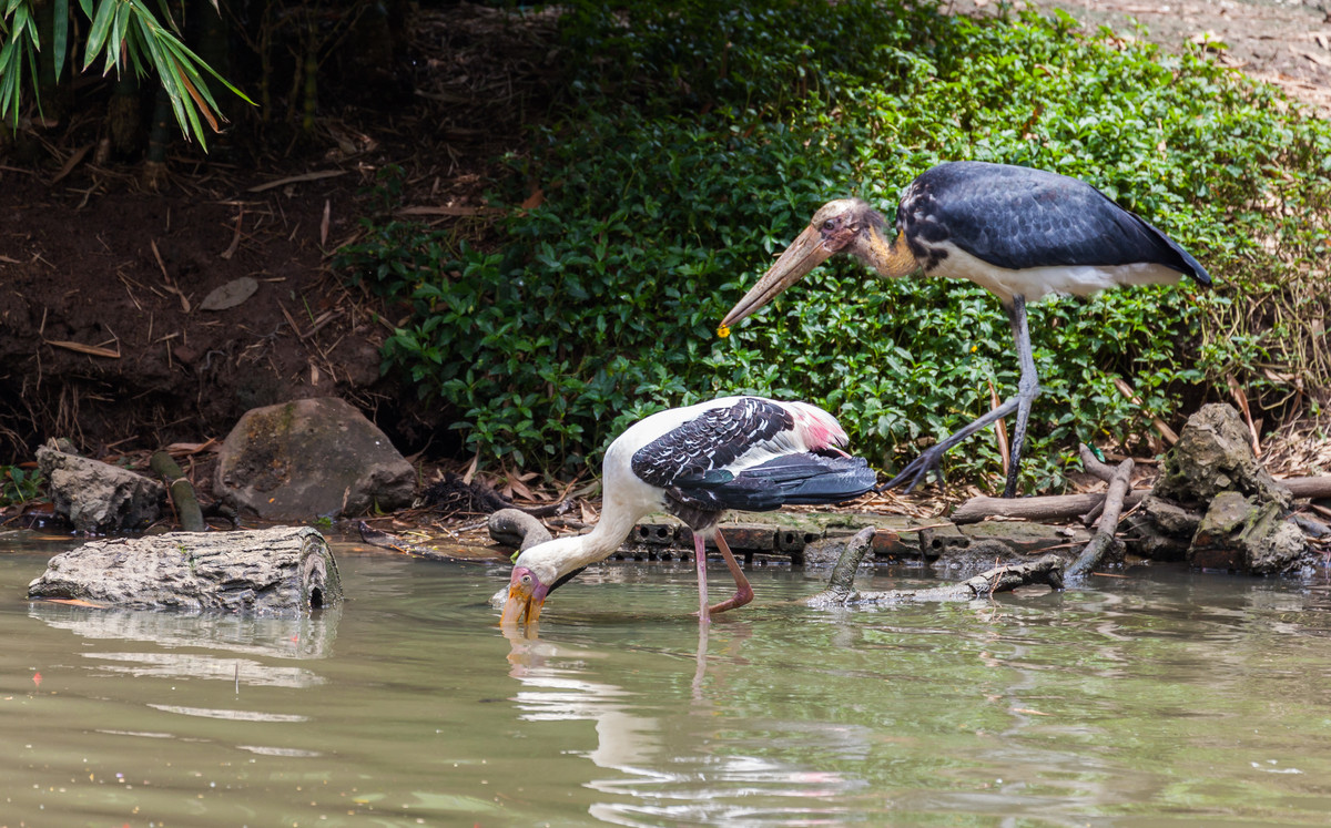 Già đẫy Java có ngoại hình nhìn giống già đẫy lớn nhưng kích thước nhỏ hơn và không có bìu cổ lớn. Ảnh wikimedia.