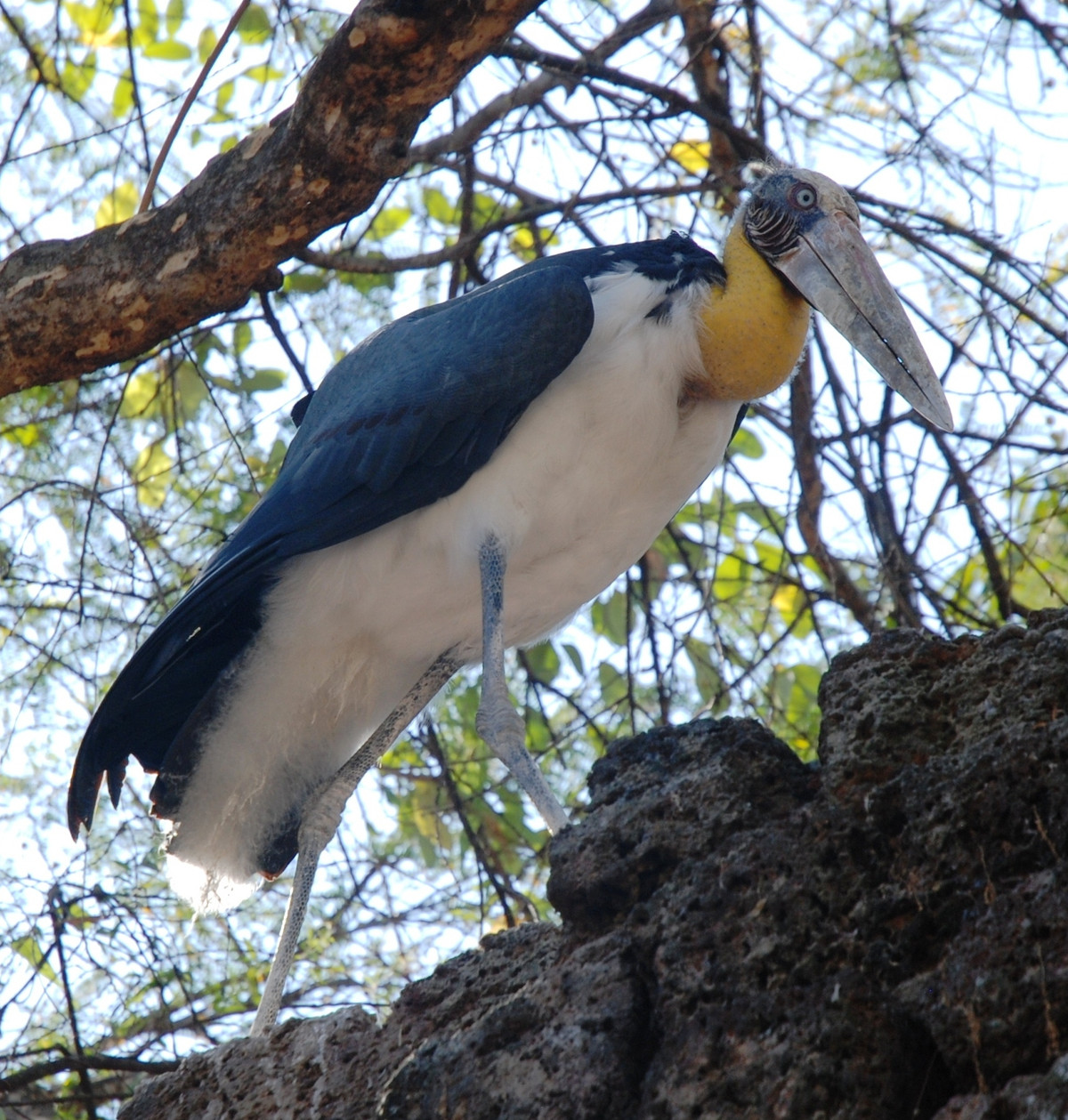 Trên thế giới, già đẫy Java phân bố ở Ấn Độ, Nepal, Sri Lanka, Bangladesh, Myanma, Thái Lan... trong đó tập trung nhiều nhất ở Ấn Độ. Ảnh wikimedia.