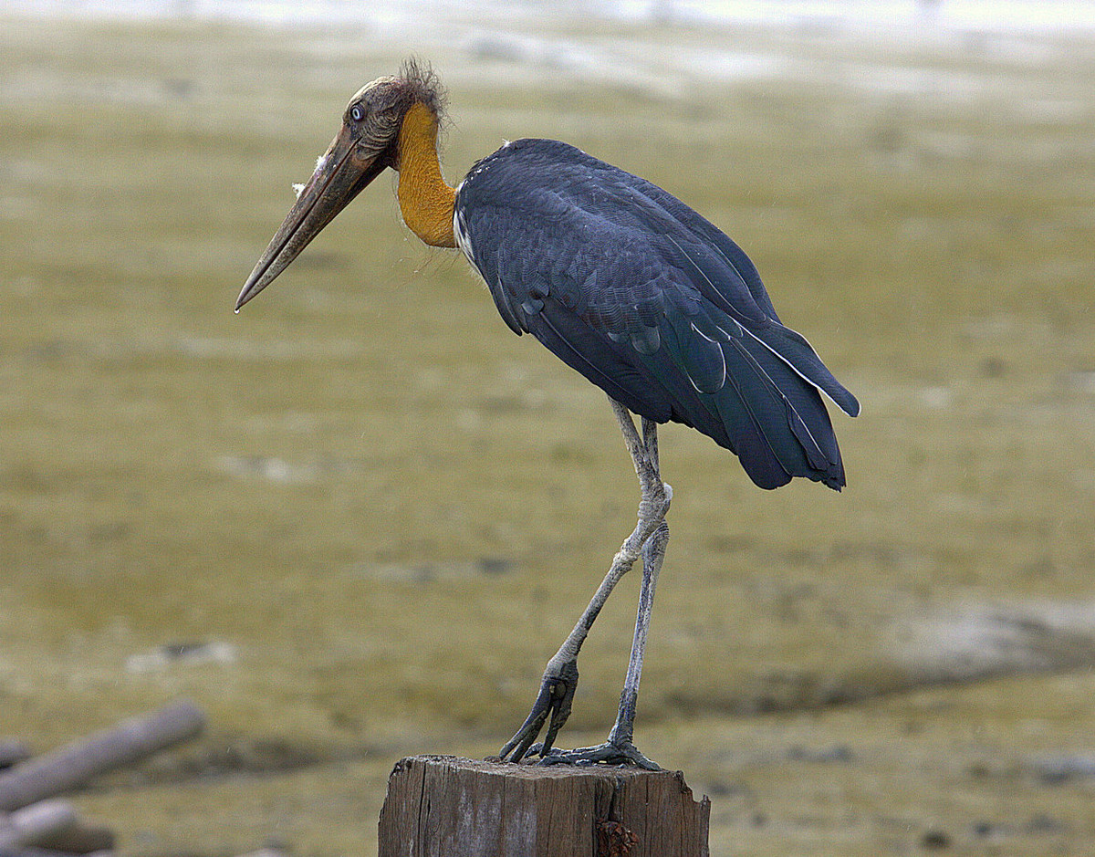 Già đẫy Java sống ở vùng đầm lầy, đồng cỏ ngập nước ngọt, ven rừng. Ảnh hbw.