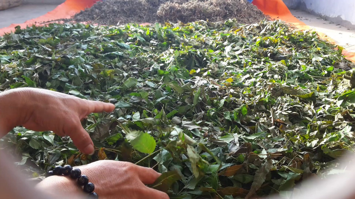 Cây sầu đâu có nhiều công dụng với sức khỏe mà có thể bạn chưa biết như làm đẹp da, chữa bệnh răng miệng, kiểm soát đường huyết. Ảnh ytimg.