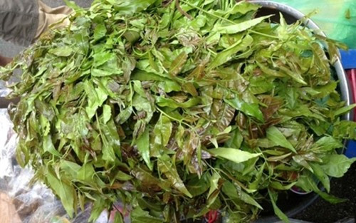 Ở Việt Nam, cây sầu đâu phân bố nhiều ở Kiên Giang, Ninh Thuận, An Giang, và rải rác ở đồng bằng sông Cửu Long. Ảnh vanhoamientay.