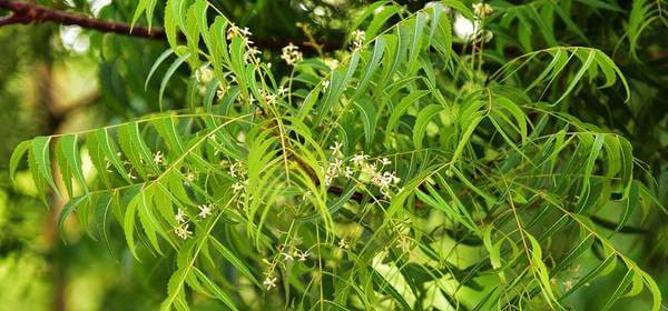 Cây sầu đâu rất dễ trồng, bắt đầu thay lá, ra hoa vào khoảng tháng 10 đến tháng giêng âm lịch. Ảnh chuabenhtaobon.