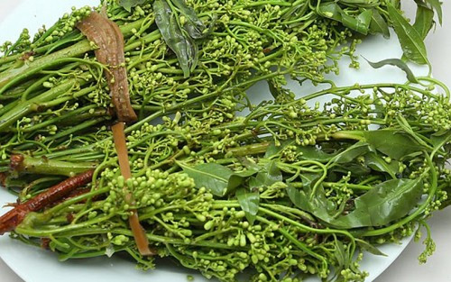 Đặc biệt, ở Ấn Độ, cây sầu đâu được tôn thờ là một Cây Thiêng, đồng thời được xem là một cây dược liệu quý với tên gọi “Cây thuốc của dân làng”. Ảnh vanhoamientay.