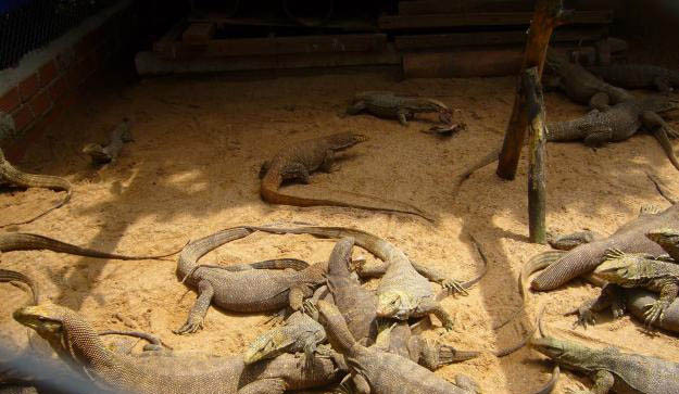 Sau mỗi lần lột da như thế kỳ đà tăng trưởng rất nhanh, gấp 2- 3 lần. Ảnh kydagiong.