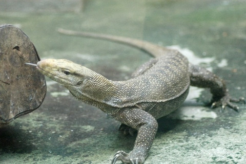 Con kỳ đà có đầu hình tam giác, mắt có con ngươi thẳng đứng, chân trước và chân sau có 5 ngón tòe rộng. Ảnh chuatribenhdongkinh.