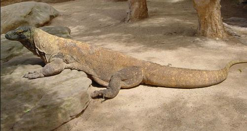 Trong tự nhiên, kỳ đà thường sống ở những vùng rừng rú gần sông suối, khe lạch, các đầm lầy, các cù lao, các khu rừng ẩm thấp của miền nhiệt đới. Ảnh Lamsao.