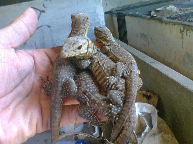 Kỳ đà đẻ trứng mỗi năm một lứa, mỗi lứa 15 – 17 trứng nhưng chỉ có khoảng 35% trứng là nở thành con. Ảnh kydagiong.