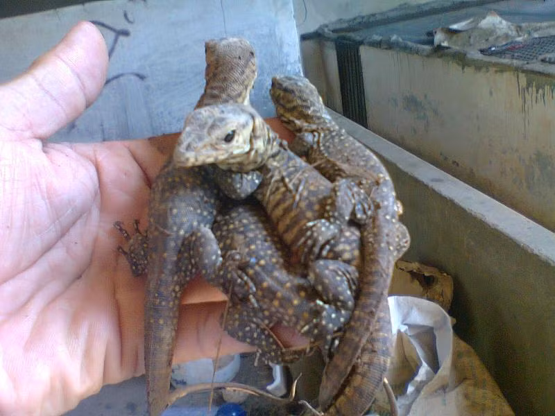 Kỳ đà đẻ trứng mỗi năm một lứa, mỗi lứa 15 – 17 trứng nhưng chỉ có khoảng 35% trứng là nở thành con. Ảnh kydagiong.