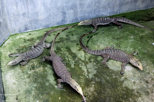 Kỳ đà có màu sắc thay đổi theo môi trường để dễ dàng ngụy trang. Kỳ đà lột da mỗi năm một lần vào khoảng tháng 8 - tháng 10. Ảnh kydagiong.