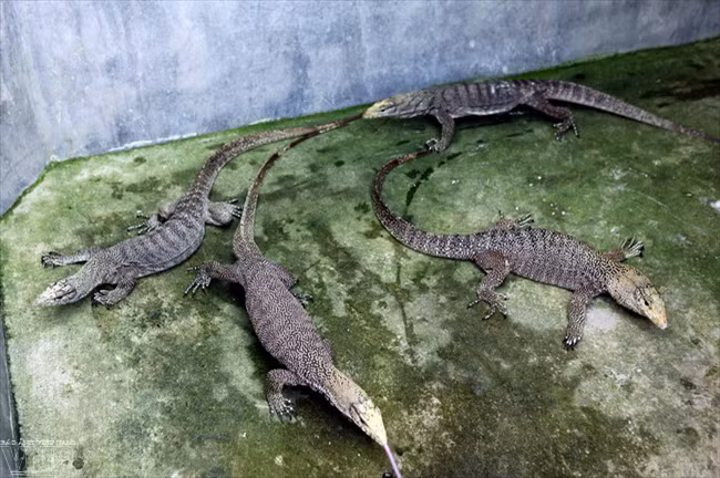 Kỳ đà có màu sắc thay đổi theo môi trường để dễ dàng ngụy trang. Kỳ đà lột da mỗi năm một lần vào khoảng tháng 8 - tháng 10. Ảnh kydagiong.