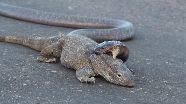Thức ăn của kỳ đà bao gồm các loại sâu bọ, côn trùng như ong, bướm, cào cào, chuồn chuồn, gián, mối… Tuy nhiên, thức ăn yêu thích nhất của chúng là xác động vật đã chết và bốc mùi. Ảnh congnghe.